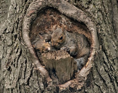 Photo for A closeup of a couple of cute squirrels in a tree hollow - Royalty Free Image