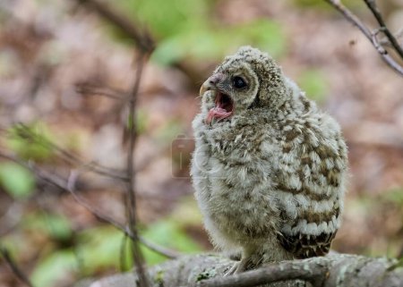 Photo for A northern barred owlet perching on a tree branch in the woods with blur background - Royalty Free Image