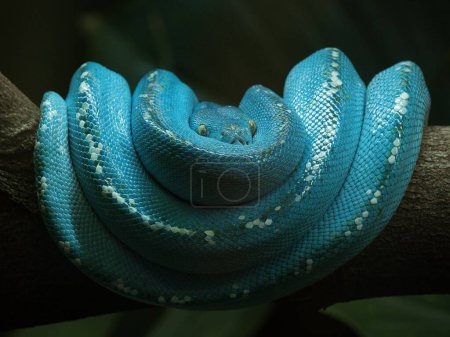 Photo for A closeup of an ordinary blue Heroine stake sitting on a tree branch at the zoo - Royalty Free Image