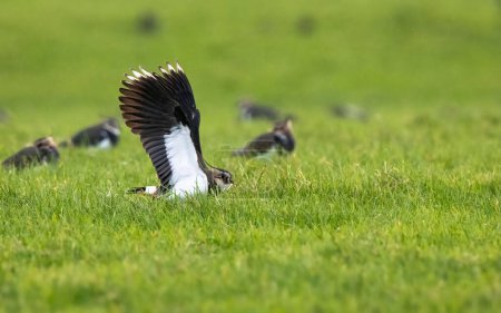 Téléchargez les photos : Plan sélectif d'un oiseau lapwin volant au-dessus d'un champ herbeux vert - en image libre de droit