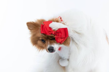 Foto de Un hermoso perro Spitz con decoraciones rojas aisladas sobre un fondo blanco - Imagen libre de derechos