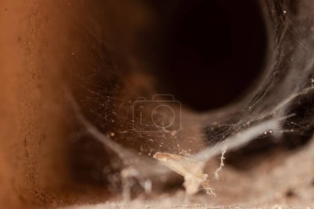 Photo for A closeup shot of a thick spider web - Royalty Free Image