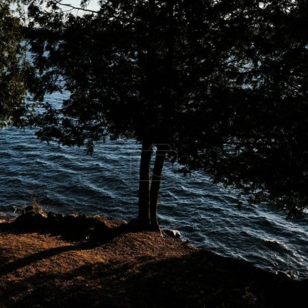 Téléchargez les photos : Un plan fascinant d'un lac ondulé avec la silhouette d'un arbre à la plage - en image libre de droit
