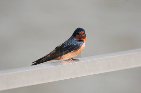 Photo for A closeup shot of a barn swallow bird settled on a metallic surface on a blurry background - Royalty Free Image
