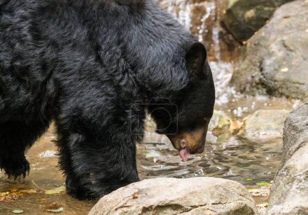 Foto de Un primer plano de un oso negro bebiendo agua en el zoológico de Carolina del Norte, Ashboro, EE.UU. - Imagen libre de derechos
