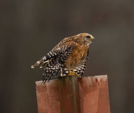 Téléchargez les photos : Un faucon aux épaules rouges debout sur un poteau métallique avec un fond flou - en image libre de droit