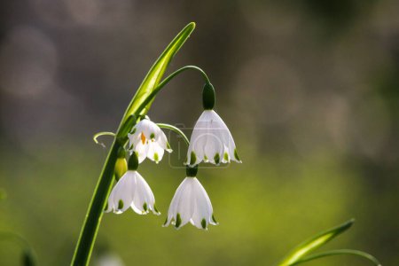 A closeup of beautiful summer snowflake flowers on a blurred green background in a sunny garden
