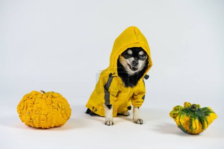 Foto de Un perro chihuahua triste en un impermeable amarillo con calabazas aisladas sobre fondo blanco - Imagen libre de derechos