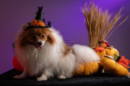Téléchargez les photos : Un beau chien Spitz avec un chapeau de sorcière halloween sur un fond violet - en image libre de droit