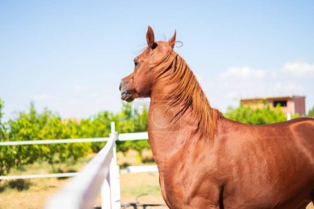 Photo for A closeup shot of a brown Arabian horse in a stable outdoors, on a farm, with green trees in the background on a bright sunny day - Royalty Free Image