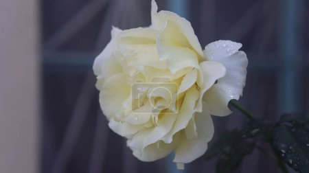 Photo for A closeup of a white rose with dew - Royalty Free Image