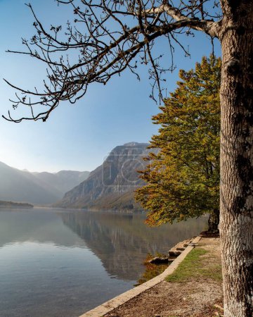 Téléchargez les photos : Une verticale d'un arbre sans feuilles au bord d'un beau lac miroir à Bohinj, Slovénie - en image libre de droit