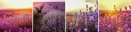 Téléchargez les photos : Un collage panoramique de 4 photos de champ de lavande au coucher du soleil - en image libre de droit