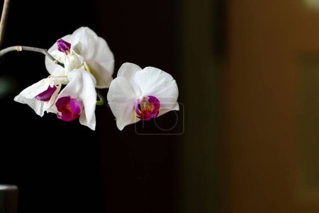 Photo for A macro of the delicate moth orchid, phalaenopsis flowerheads against a blurred background - Royalty Free Image