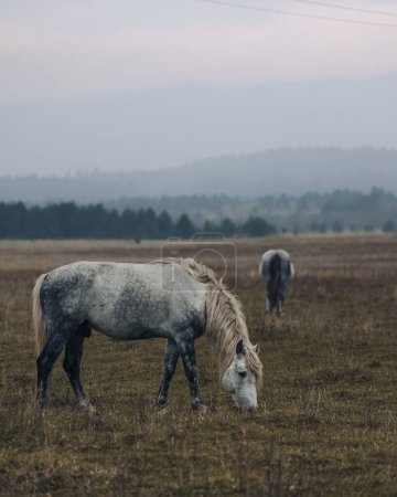 Foto de Los caballos pastando en una colina - Imagen libre de derechos