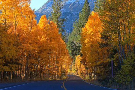 Photo for An amazing view of autumn trees on Highway 395 in California - Royalty Free Image