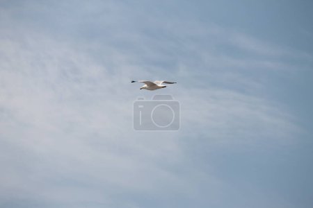 Foto de Un primer plano de una gaviota volando alto en el cielo azul - Imagen libre de derechos