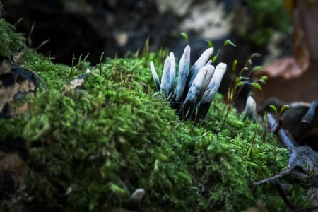 Photo for The xylaria hypoxylon mushrooms growing in the moss - Royalty Free Image