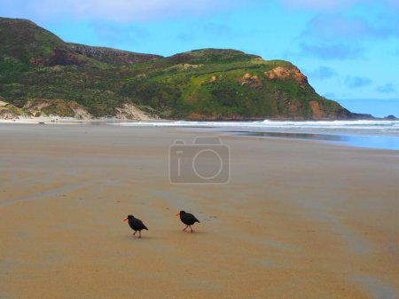 Téléchargez les photos : Vue panoramique de deux huîtriers américains (Haematopus palliatus) sur la plage en Nouvelle-Zélande - en image libre de droit