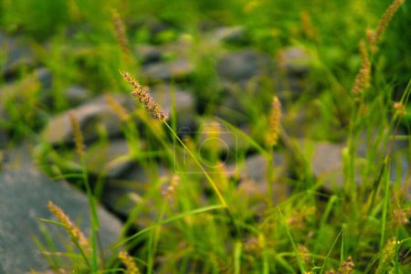 Téléchargez les photos : Un foyer sélectif d'une herbe setaria pumila - en image libre de droit