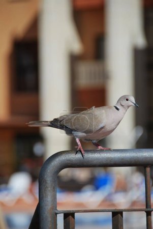 Téléchargez les photos : Un plan vertical d'un petit pigeon perché sur un tuyau - en image libre de droit