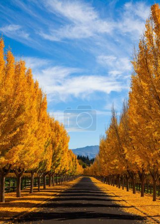 Photo for A vertical shot of an empty path surrounded by autumn trees on a sunny day - Royalty Free Image