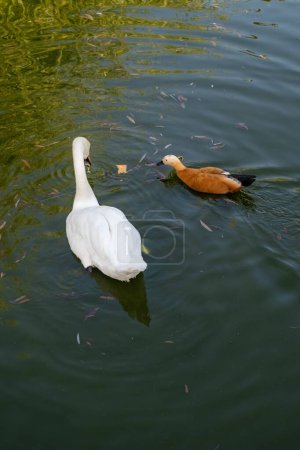Foto de Dos cisnes mudos blancos en un estanque en romania - Imagen libre de derechos