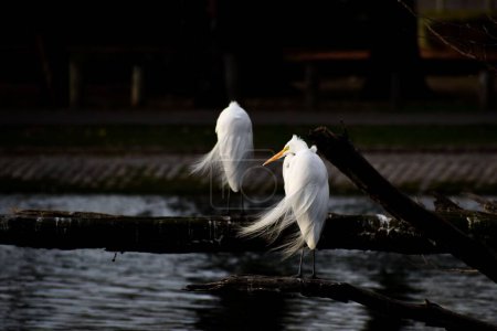 Photo for Two great egret perching on an old wooden surface in Buenos Aires, Argentina - Royalty Free Image
