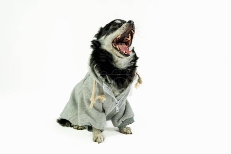 Téléchargez les photos : Gros plan d'un chien Chihuahua noir dans un sweat à capuche gris ouvrant sa bouche et montrant ses dents acérées - en image libre de droit