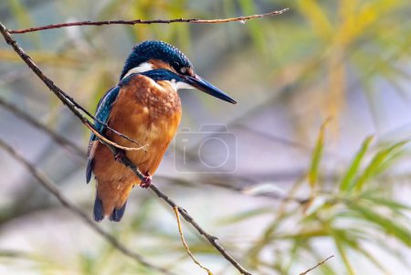 A closeup shot of the colorful Kingfisher perched on the tree branch