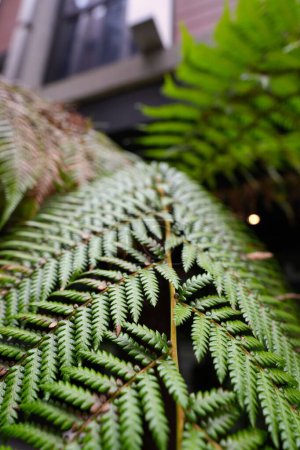 Photo for A vertical closeup shot of the leaves of a fern found in a garden - Royalty Free Image
