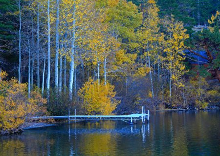 Photo for A closeup of the Aspen trees and reflection on June Lake Loop in California during autumn - Royalty Free Image