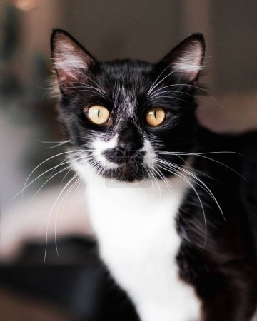 Téléchargez les photos : Un gros plan d'un mignon chat noir et blanc aux yeux jaunes - en image libre de droit