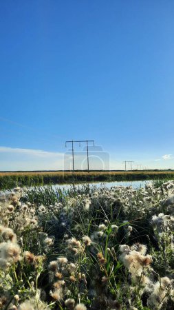 Photo for A vertical shot of common cottongrass (Eriophorum angustifolium) field by a lake and under a cloudless blue sky - Royalty Free Image