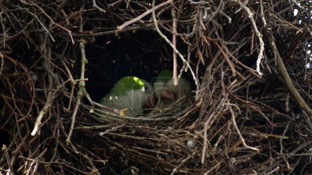Téléchargez les photos : Un gros plan de perroquets de Brooklyn installés dans leur nid pendant la journée - en image libre de droit