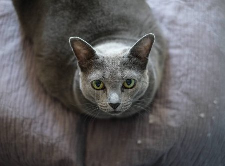 Foto de Una foto monocromática del gato azul ruso sentado en el sofá - Imagen libre de derechos