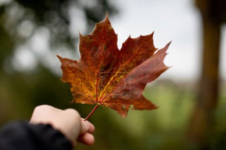 Photo for A selective focus closeup of an autumn Maple leaf - Royalty Free Image