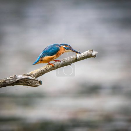 Téléchargez les photos : Une concentration sélective d'un oiseau martin-pêcheur sur un bâton au-dessus d'une rivière - en image libre de droit