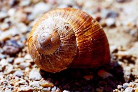 Foto de Un primer plano de una concha de caracol marrón - Imagen libre de derechos
