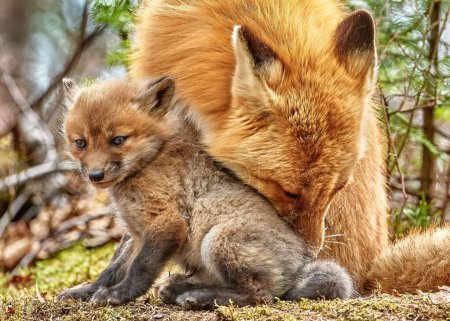 A red fox mother grooming her kit in the woods on a sunny day with blur background