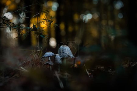 Foto de Una macro toma de hongos pequeños (Psilocybe cubensis) en un bosque con gotas de rocío en ellos - Imagen libre de derechos