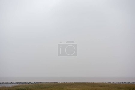 Foto de La vista del campo sobre el fondo del cielo gris pálido - Imagen libre de derechos