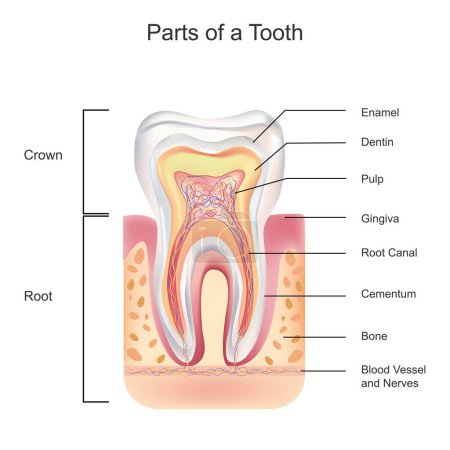 Téléchargez les photos : Illustration biologique d'une anatomie dentaire détaillée sur fond blanc - en image libre de droit