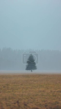 Photo for A vertical of an evergreen tree standing alone in a foggy field with golden lawn - Royalty Free Image