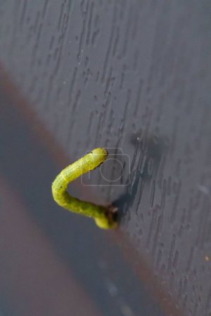 Photo for A vertical closeup of a fall cankerworm in an early development stage on a black surface - Royalty Free Image