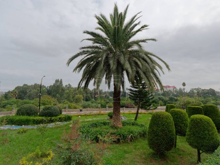 Téléchargez les photos : Un beau cliché d'un parc vert avec des palmiers dans le comté de Ramsar dans la province de Mazandaran, Iran - en image libre de droit