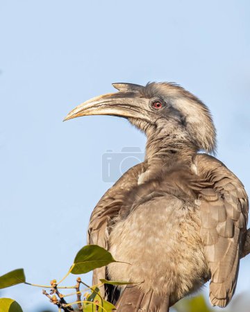 Photo for An Indian Grey Hornbill looking back from a tree - Royalty Free Image