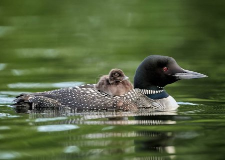Photo for A shallow focus shot of a common loon swimming with her loonlet on her back in green pond - Royalty Free Image