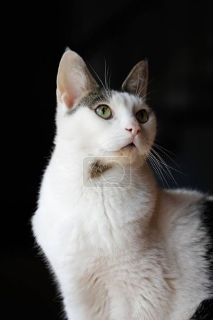 Photo for A vertical closeup shot of a white cat in front of a black background - Royalty Free Image