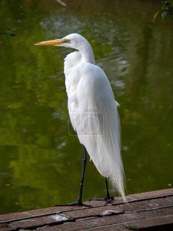 Photo for A vertical shot of a majestic great egret on a stone surface near a pond in a park - Royalty Free Image